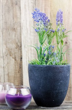 Bitki ve ağaç arka planda ile dekoratif mumlar. Güzellik Spa sağlık ve sağlıklı yaşam konsepti.