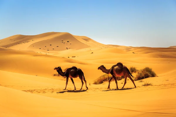 Pari dromedaaria kävelee keskellä hiekkaista aavikkoa aurinkoisena päivänä. — kuvapankkivalokuva
