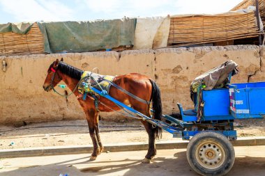 Errachidia, Fas - 27 Şubat 2016: Mübarek bir katır geleneksel Fas Pazar veya souq sokak parlak mavi sepete hitched süre bekler