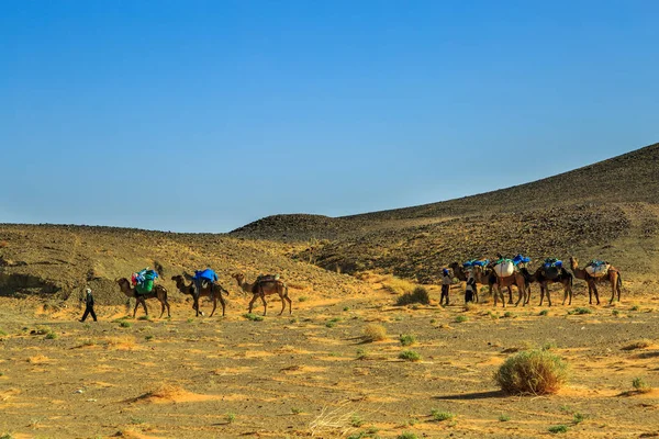 Eine beladene Kamelkarawane in der Sahara — Stockfoto