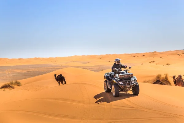 Bir sürücü üzerinde bir dörtlü Atv Sahara Çölü'nde. — Stok fotoğraf