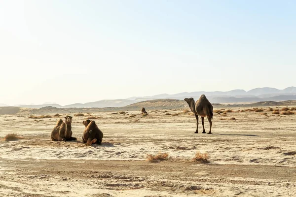 Weergave van de dromedaris familie in de Marokkaanse woestijn — Stockfoto
