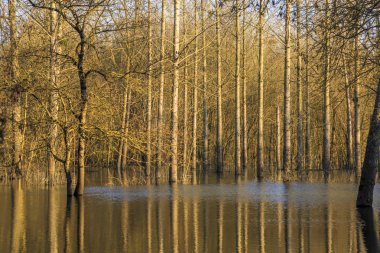 sular altında ağaçların yükselen sular altında temsil eden kırsal manzara