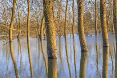 sular altında ağaçların yükselen sular altında temsil eden kırsal manzara