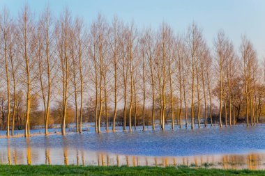 sular altında ağaçların yükselen sular altında temsil eden kırsal manzara