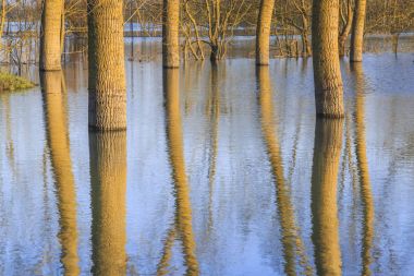 sular altında ağaçların yükselen sular altında temsil eden kırsal manzara