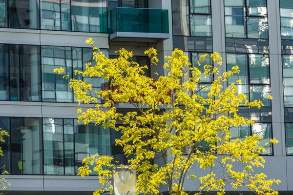 Le bâtiment en verre et un arbre — Photo