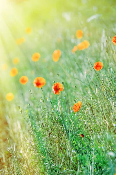 Campo de flores de amapola roja, de cerca — Foto de Stock