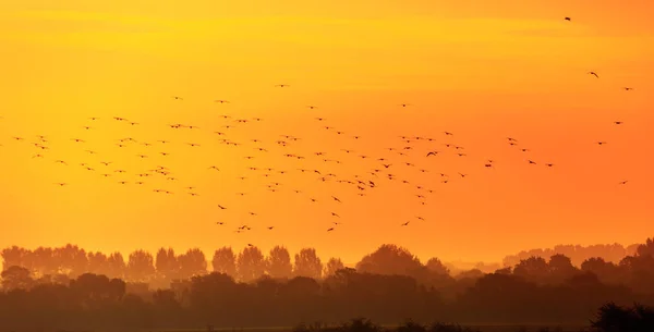 Pássaros voando nos raios do amanhecer — Fotografia de Stock