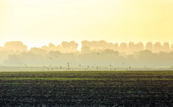 Fåglar flyger i gryningen strålar — Stockfoto