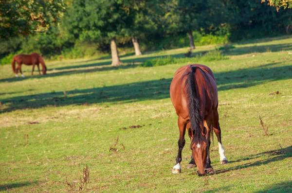 Cavalos pastando no campo sobre a grama — Fotografia de Stock
