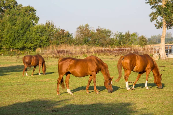 Paarden grazen op veld over gras — Stockfoto