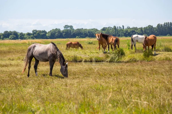 Caballos pastando en el campo sobre hierba — Foto de Stock