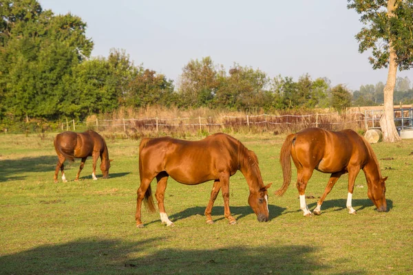 Horses grazing on field over grass — Stock Photo, Image