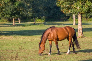 Sahada çim üzerinde otlatma at