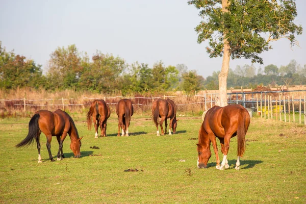 Лошади пасутся на поле над травой — стоковое фото