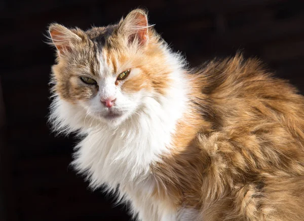 Siberische Kat geïsoleerd op zwarte achtergrond — Stockfoto