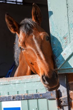 Ahır onun kutusunda kafasından defne ATI