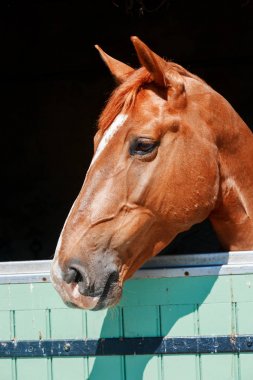 Kafamda, onun st içinde büyük bir kafa işaretleri ile kestane at