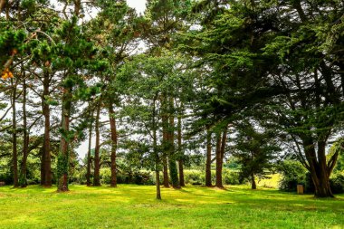 Ormandaki güzel. Doğada yeşil orman