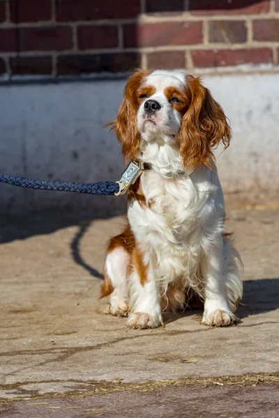 Retrato de um cão Rei Charles Cavalier em uma trela — Fotografia de Stock