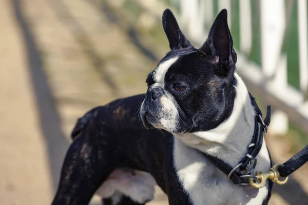 Retrato de buldogue em uma coleira — Fotografia de Stock