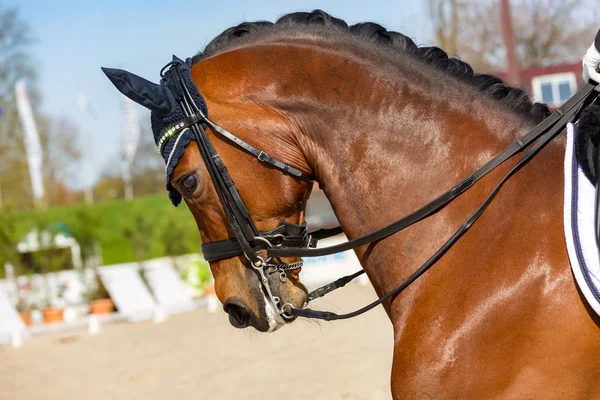 Caballo de doma overbent usando una gorra anti-mosca — Foto de Stock