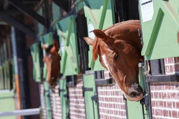 Cavalos nos estábulos com cabeças no exterior — Fotografia de Stock