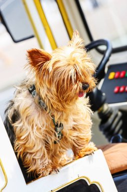 Bir kamyon koltukta oturan küçük güzel yorkie