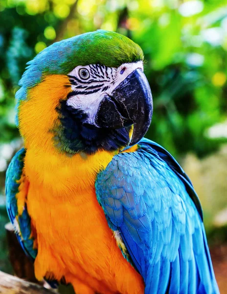 Blau-gelber Ara. farbenfroher Ara-Papagei — Stockfoto