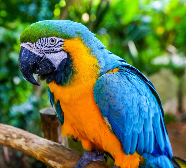 Blau-gelber Ara. farbenfroher Ara-Papagei — Stockfoto