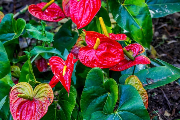 Close up on Red anthurium flower close up — Stock Photo, Image