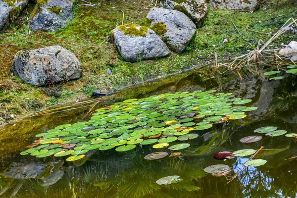 Näckros på en sjö i en parck solig dag — Stockfoto