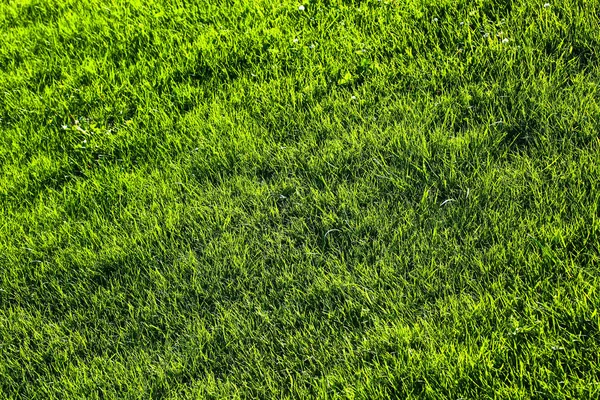 Grüne Grashintergrundstruktur Mit Abnehmendem Fokus Rasenplatz Für Verschiedene Sommersportkonzepte — Stockfoto