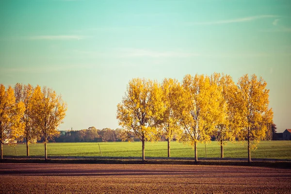 Árvores muito agradáveis com folhas amarelas no campo, efeito vintage — Fotografia de Stock