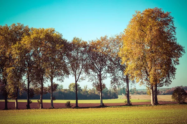 Mycket trevligt träd med gula blad på landsbygden, vintage effekt — Stockfoto