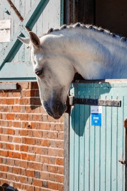 Ahır onun kutusunda kafasından gri ATI