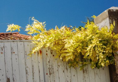 Sarı yapraklı üzüm beyaz yıpranmış ahşap bir çit üzerinde büyümek.