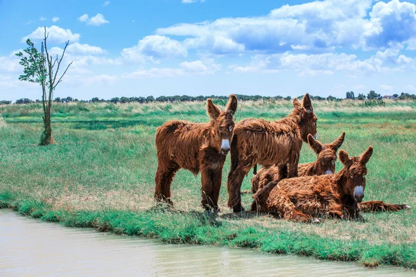 Shaggy Poitou donkeys in a green pasture by a stream. — Stock Photo, Image