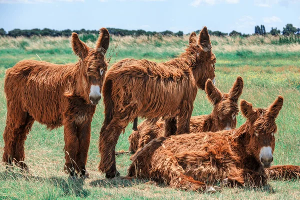 Shaggy Poitou donkeys in a green pasture by a stream. — Stock Photo, Image