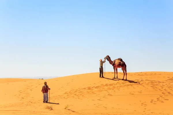 Człowiek, zakładanie uprząż konna camel — Zdjęcie stockowe