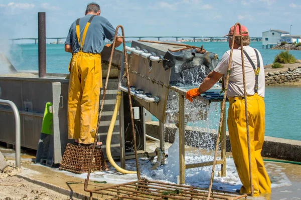 Fiskare rengöring musslor på docka — Stockfoto