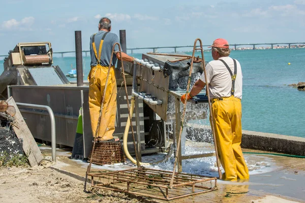 Marenne Francia Agosto 2016 Pescadores Limpiando Sacos Mejillón Una Máquina —  Fotos de Stock