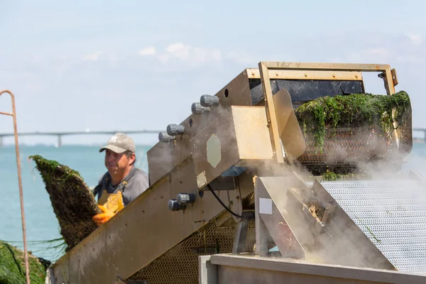 Un pêcheur nettoie les moules au quai — Photo