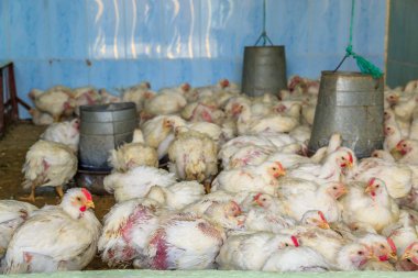 Tavuk tavuk çiftliği besleme