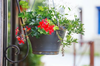 Portre renkli Sardunya pot sokakta asılı