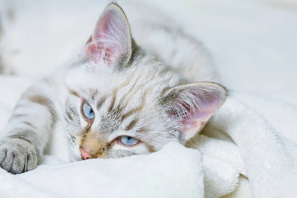 Schattig klein katje liggend op bank closeup — Stockfoto