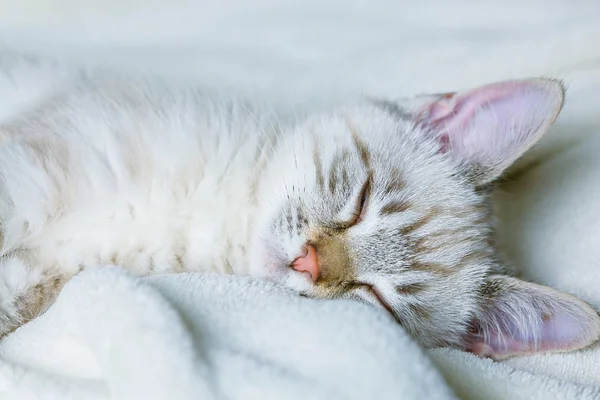 Χαριτωμένο γατάκι ξαπλωμένο στον καναπέ. — Φωτογραφία Αρχείου