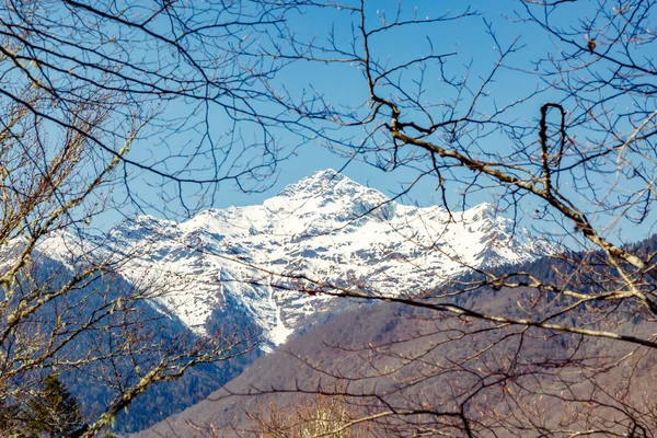 Rami di albero contro la montagna innevata — Foto Stock