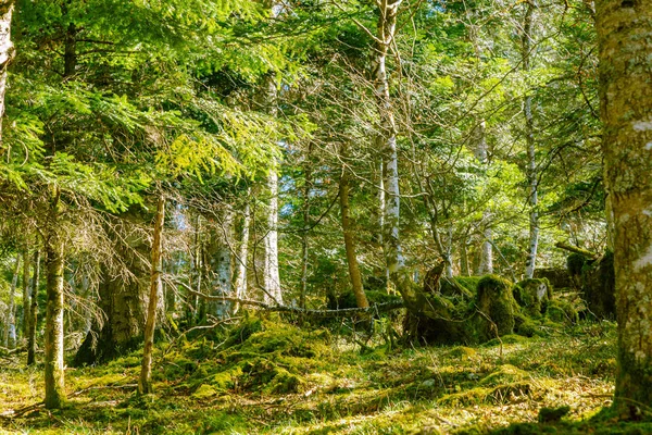 Mossy logs nær landskabet vej - Stock-foto
